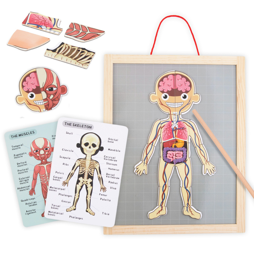 Magnetic puzzle - Science of anatomy - Human body